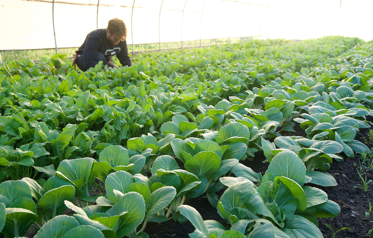Student working with lettuce in a hoophouse.